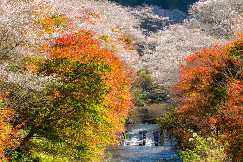 NAGOYA –TRẢI NGHIỆM SHINAKANSEN – NGẮM HOA ĐÀO NGHỊCH MÙA            (Ăn ba bữa)